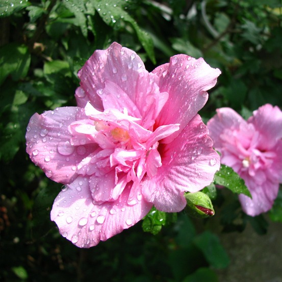 Hibiscus ardens - le pot / 3l / hauteur livrée 40-50cm