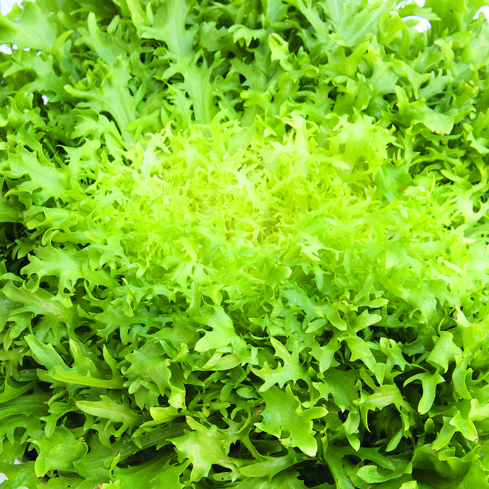Chicorée frisée 'fine de meaux' le sachet de 2500 graines environ (4g)