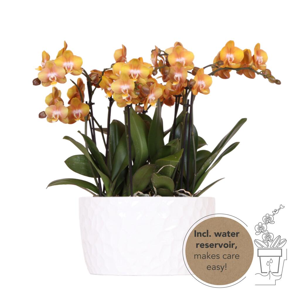 Kolibri orchids - set d'orchidées orange dans une coupe à miel, réservoir d'eau inclus 12cm