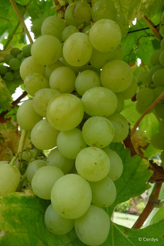 Vigne 'italia' - en pot de 1,5 litres