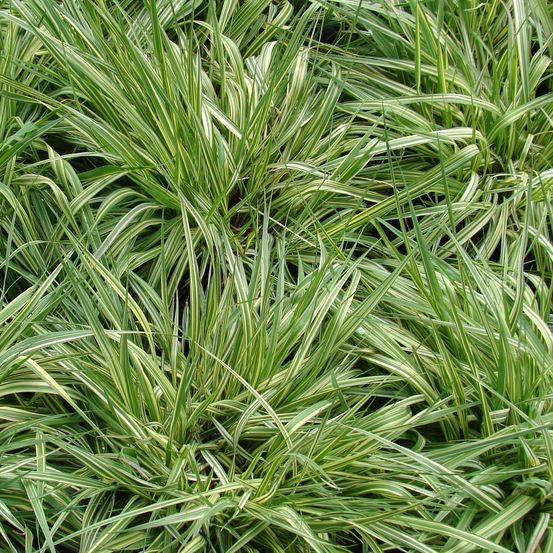 Molinie bleue 'variegata' pot de 2l/3l