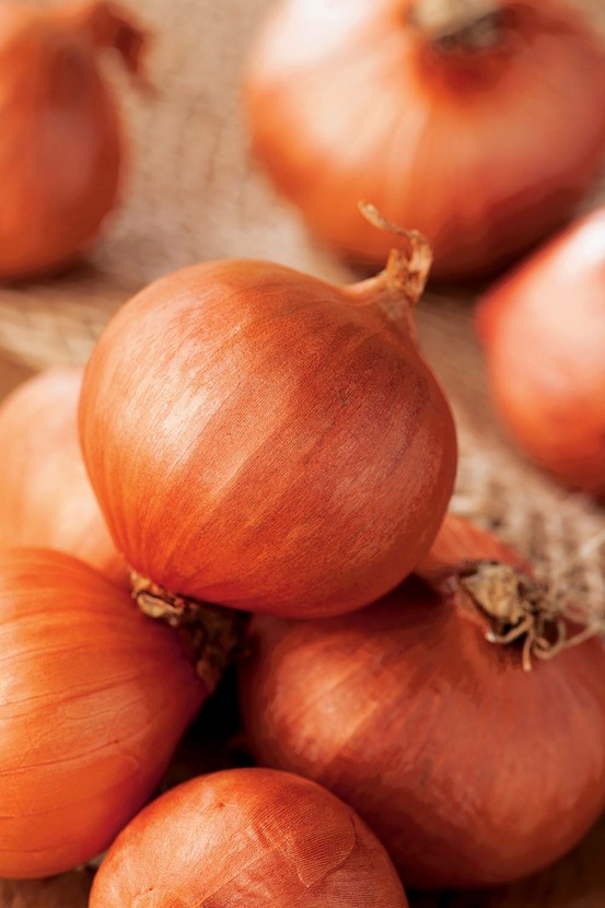 Echalote red sun - 500 g