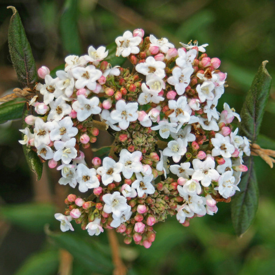 Viorne du burkwood - viburnum burkwoodii 'anne russell' - 50-60 cm pot