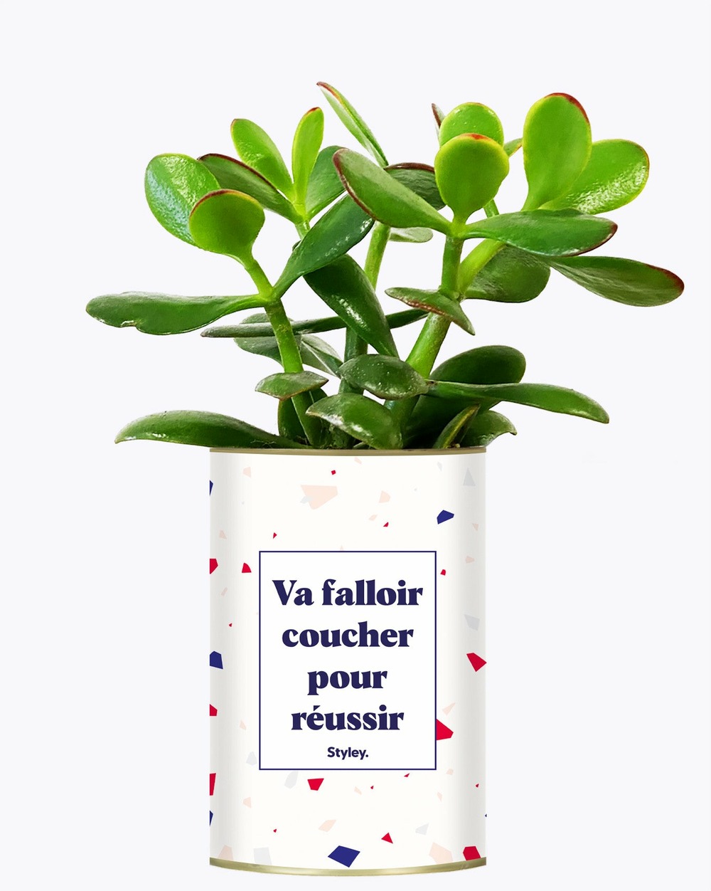 Plante à message - va falloir coucher pour réussir - cactus
