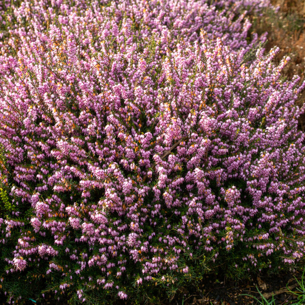 Bruyère d'hiver darley dale - le pot / 8cm / hauteur livrée environ 10cm, vendu par lot de 10