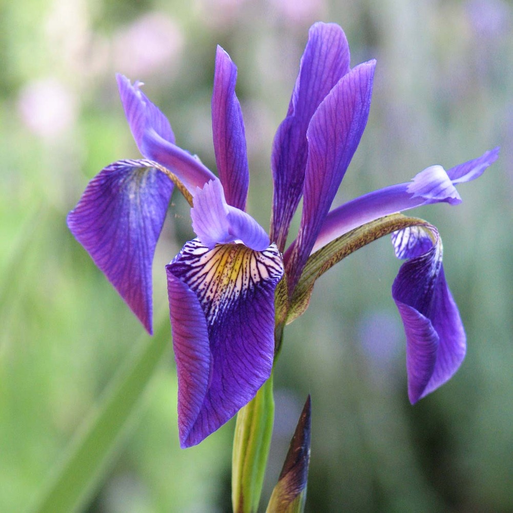 Iris robusta 'dark aura ' godet de 8/9 cm