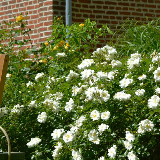 Rosier arbustif decorosier® opalia® 'noaschnee' pot de 2l - 40/60 cm