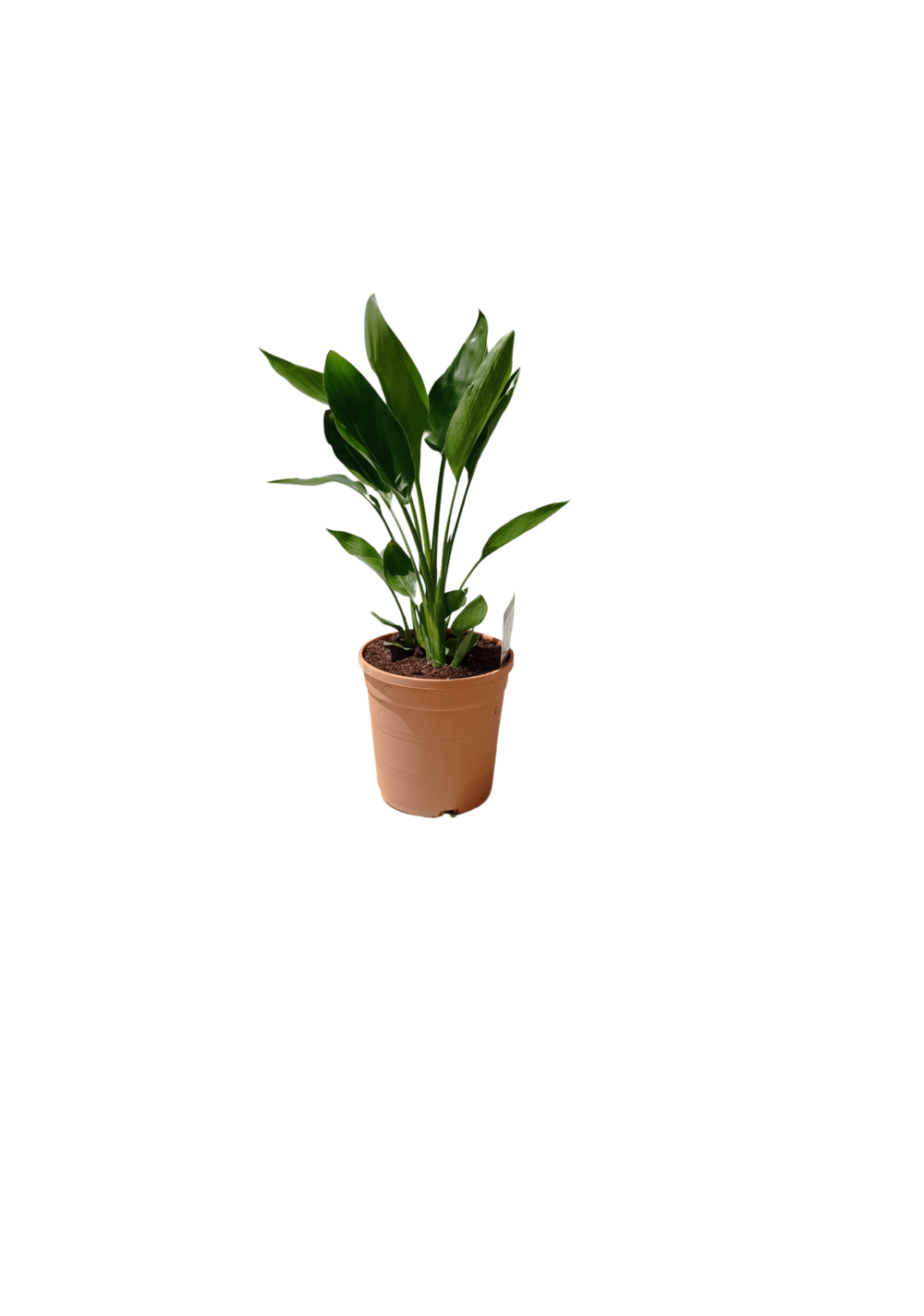 Strelitzia reginae - oiseau de paradis h-70/80cm