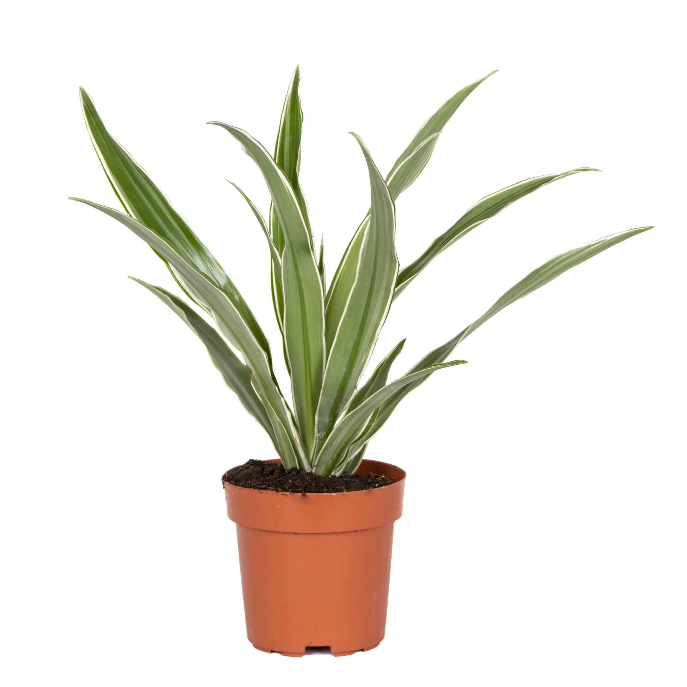 Dracaena 'wahnecki' - dragonnier par pièce - plante d'intérieur dans le pot de culture ⌀12 - ↕30-40 cm