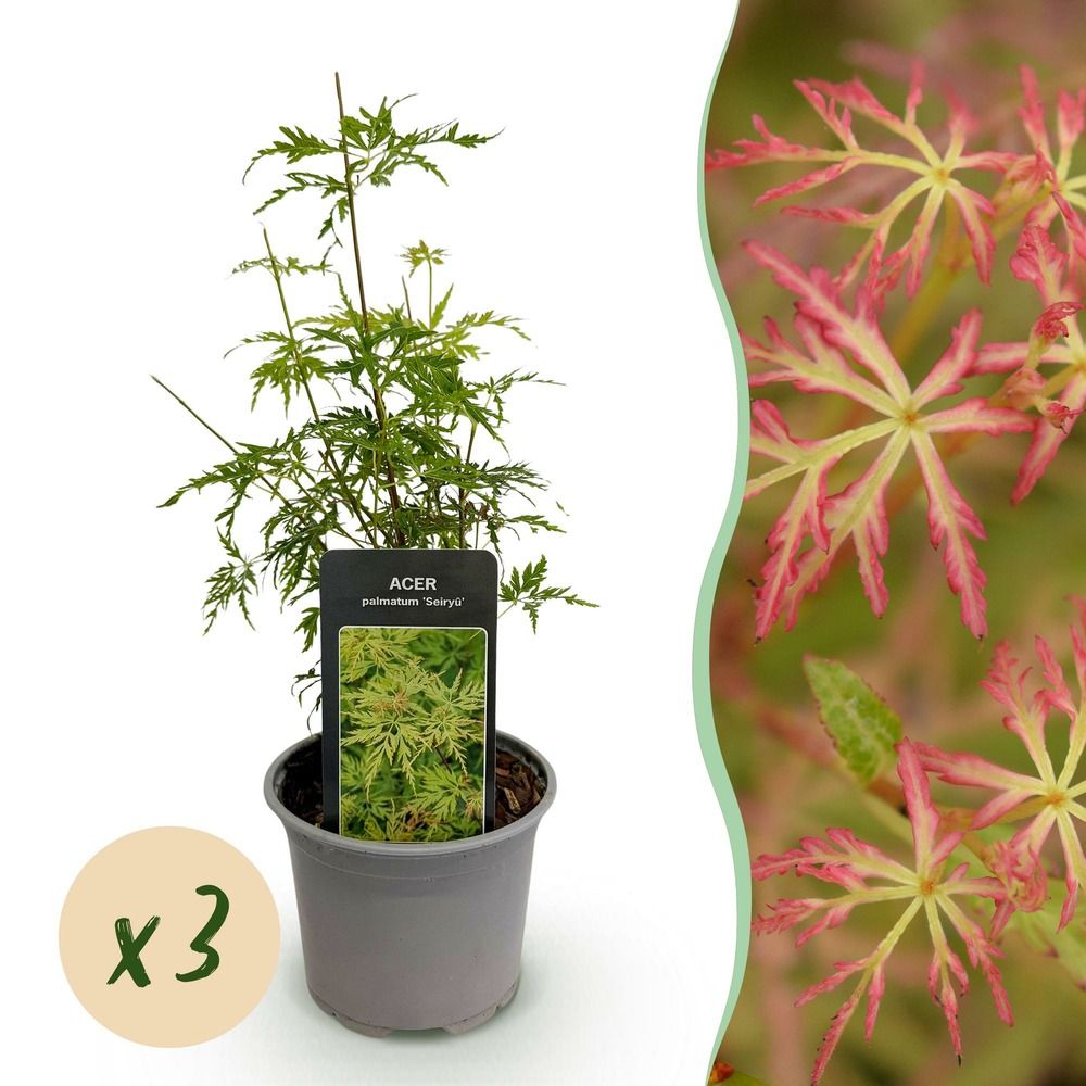 Érable du japon 'seiryu' - lot de 3 - pot 12 cm - hauteur 35 cm