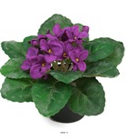 Saint paulia artificiel en pot h 16 cm très fleuri mauve violet - couleur: mauve