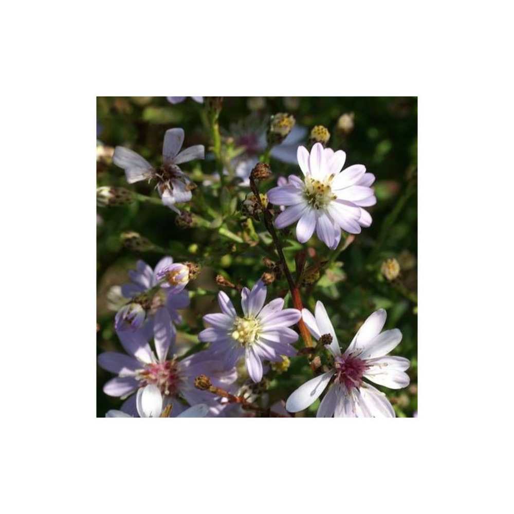 Aster d'automne ideal godet - 5/20 cm