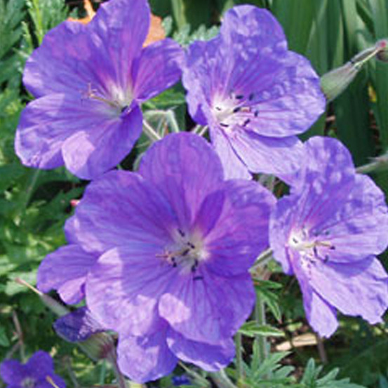 6 x géranium vivace 'kashmir purple' - geranium clarkei 'kashmir purple' - godet 9cm x 9cm