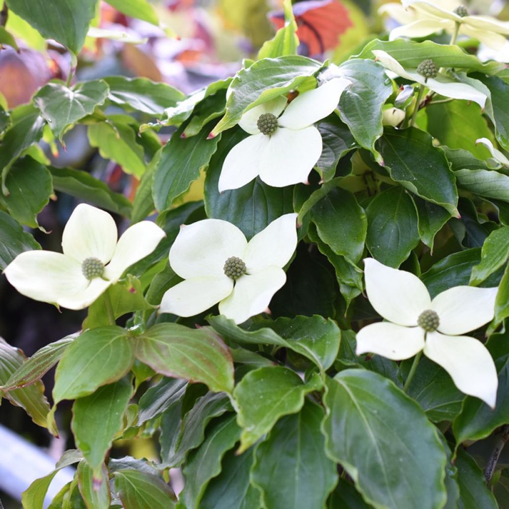 Cornouiller du japon 'teutonia' pot de 4l/5l