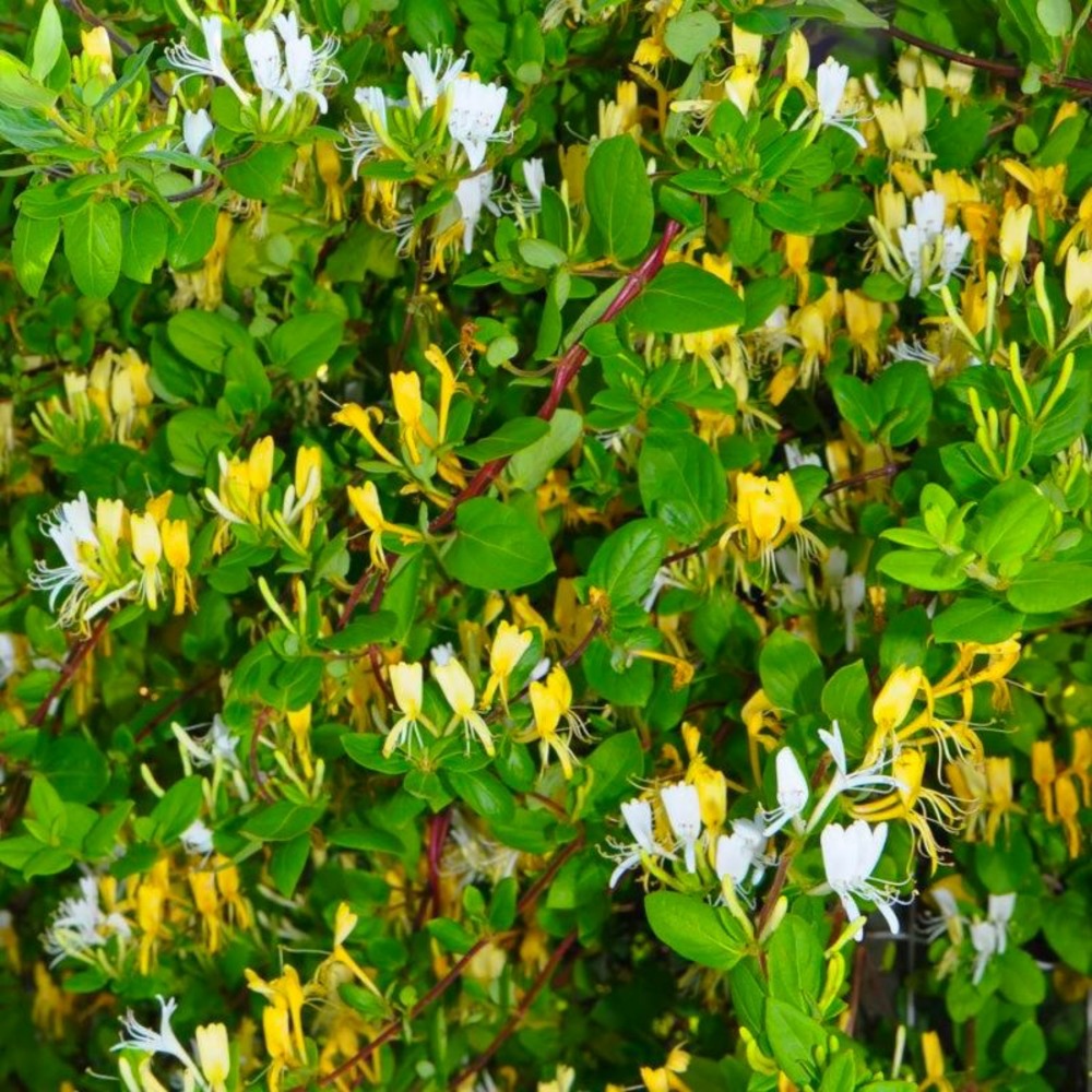 Chèvrefeuille du japon halliana 'hall's prolific' (lonicera japonica 'hall's prolific')