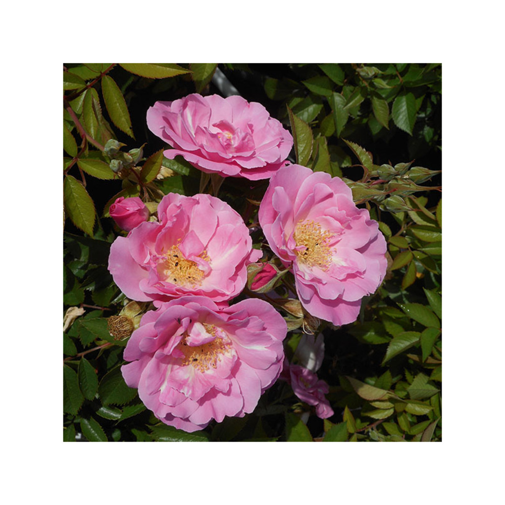 Rosier roseraie de morailles® evejardisor conteneur 5 litres