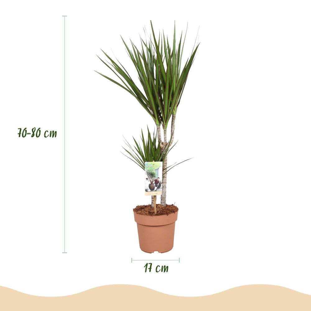 Dracaena marginata
