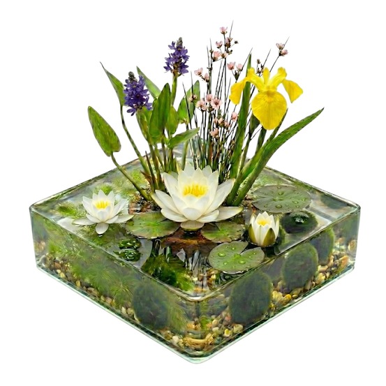 Kit complet pour mini-bassin blanc 25-90 l - 11 plantes sans pompe