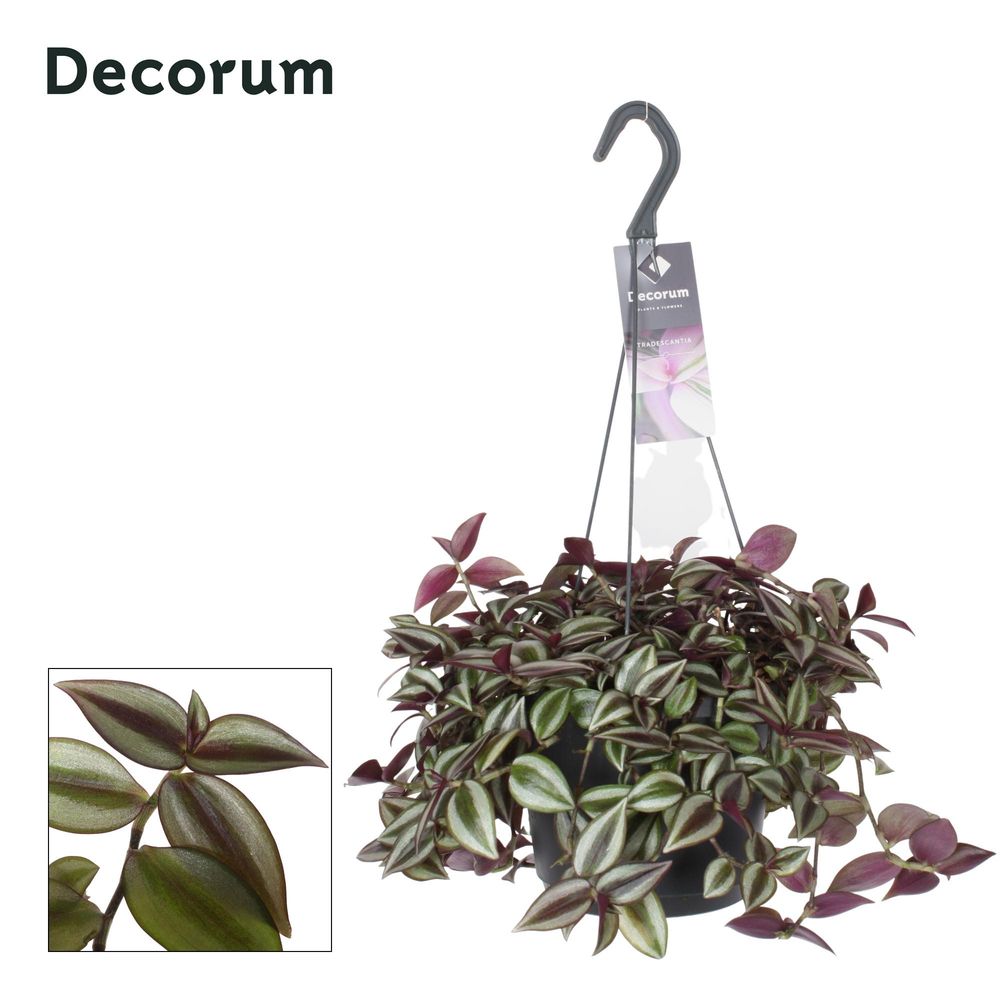 Tradescantia zebrina purpusii - ø17cm - ↕30cm - plantes d'intérieur