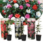 Camellia japonica - mélange de 3 - rouge blanc rose - pot 9cm - hauteur 25-40cm