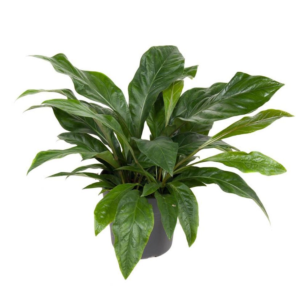 Anthurium 'jungle bush'