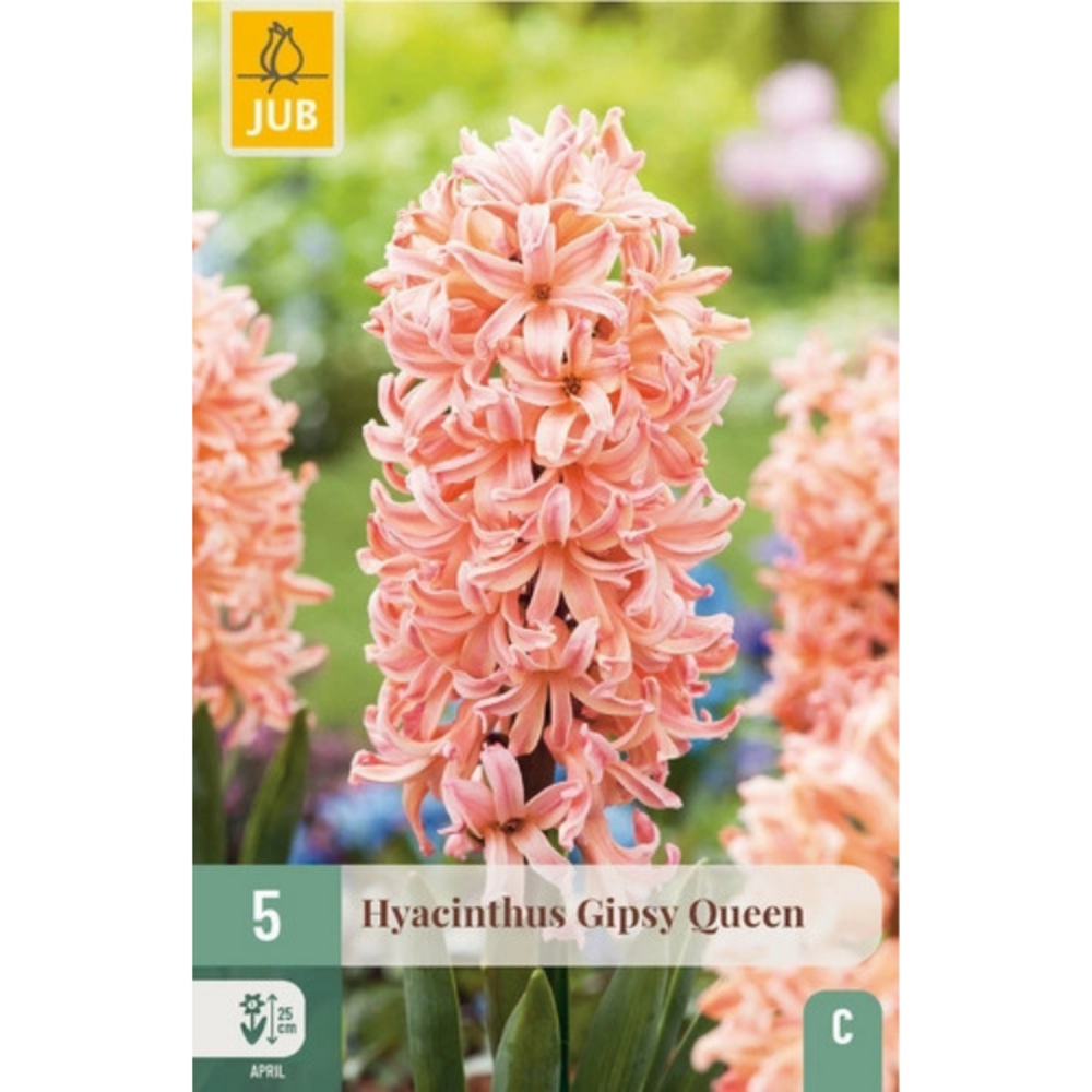 5 bulbes jacinthes gipsy queen rose