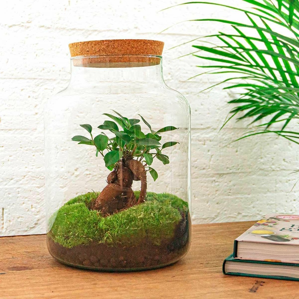 Kit terrarium diy - mila sans led ficus - sans outil