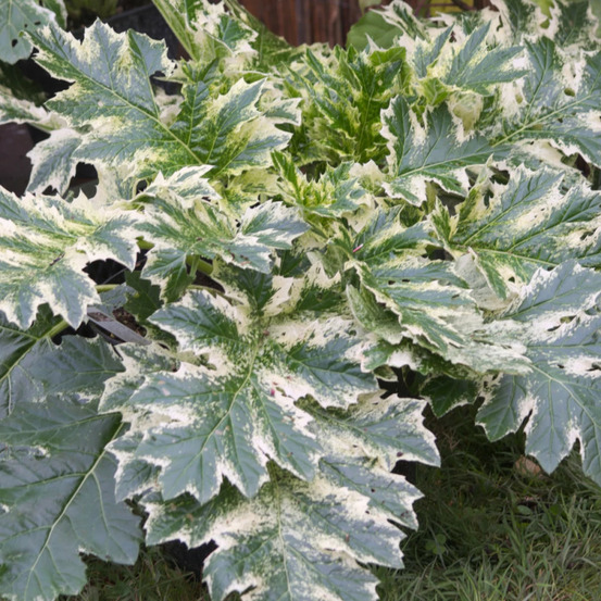 Acanthe whitewater®, acanthus godet - 5/20 cm