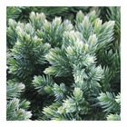Juniperus squamata 'blue star':pot 3l