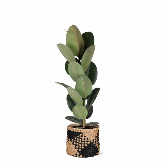 Ficus elastica robusta et son pot panier naturel noir - hauteur 90cm