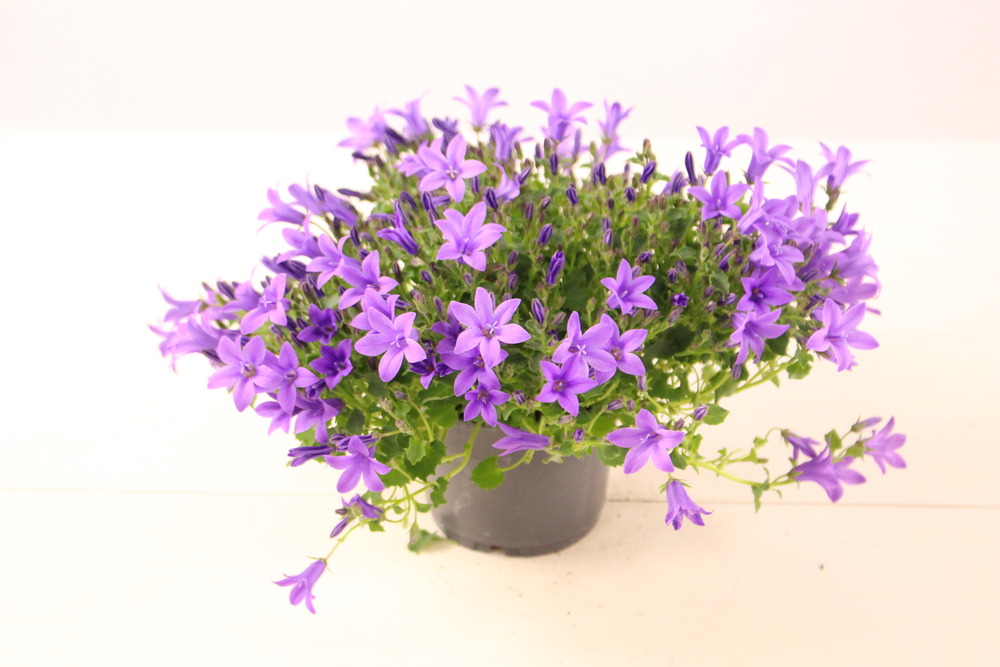 Campanule fleur simple pot de 10,5 cm