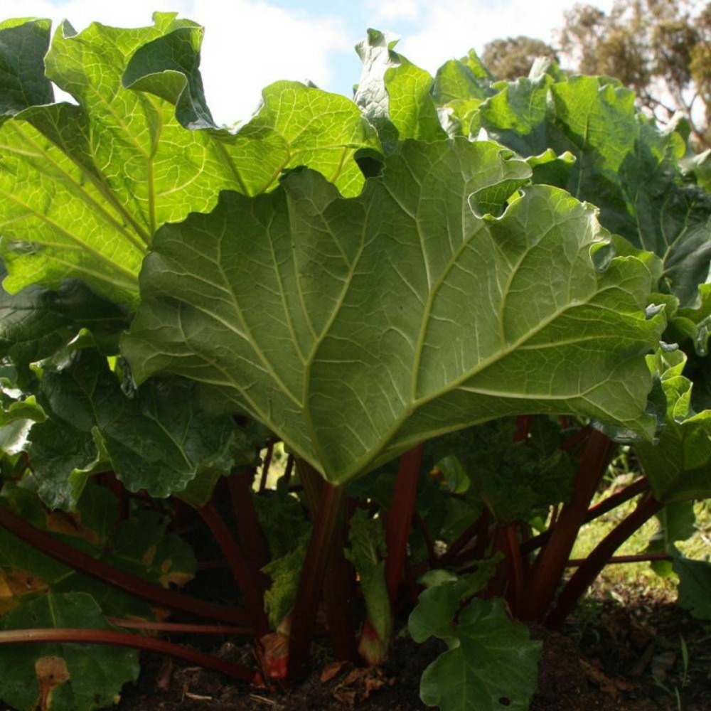 Rhubarbe des jardins godet - 5/20 cm