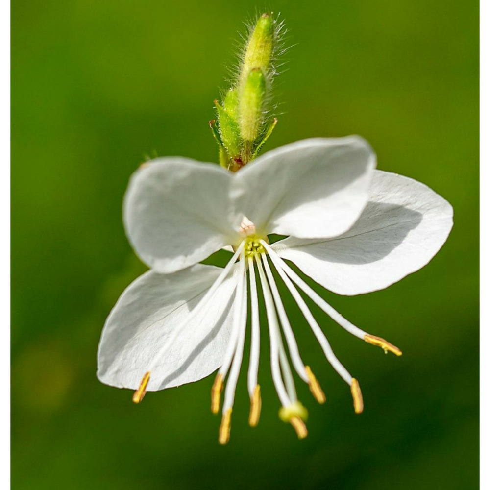 Gaura sel® belleza white pot de 3l - 40/60 cm