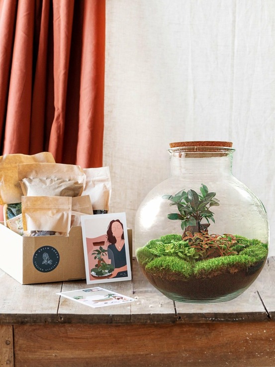Kit terrarium diy - baobab ficus + 2 fittonia - sans outil