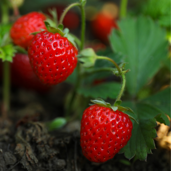 3 plants fraisier cigaline motte 7cm