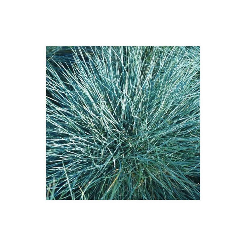Fétuque bleue azurit godet - 5/20 cm