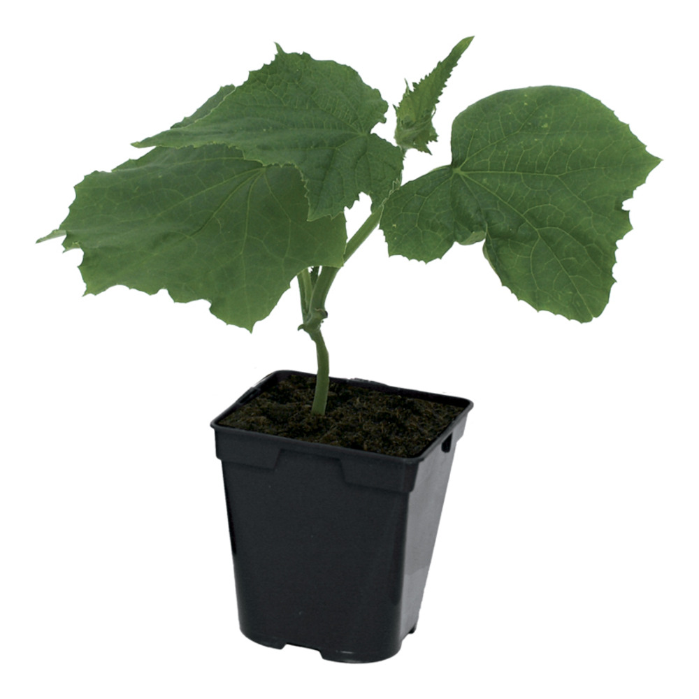 Concombre merlin pot 0,5 l