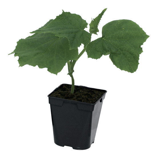 Concombre merlin pot 0,5 l