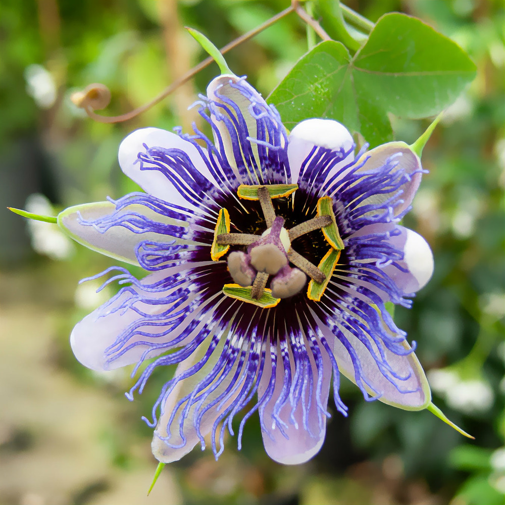 Passiflore purple rain - le pot / 2l / hauteur livrée 40-50cm