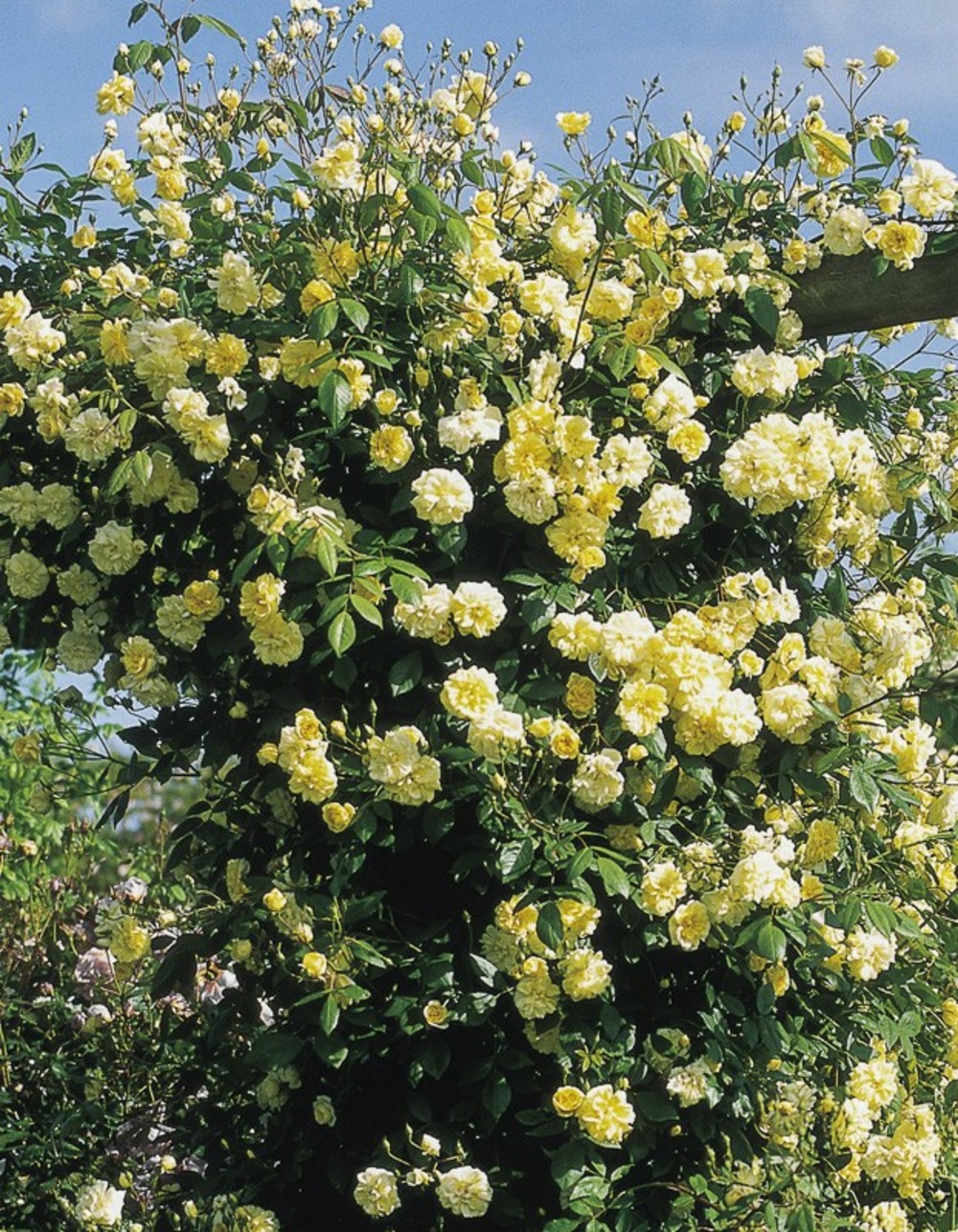 Rosier 'malvern hills' pot de 4l/5l