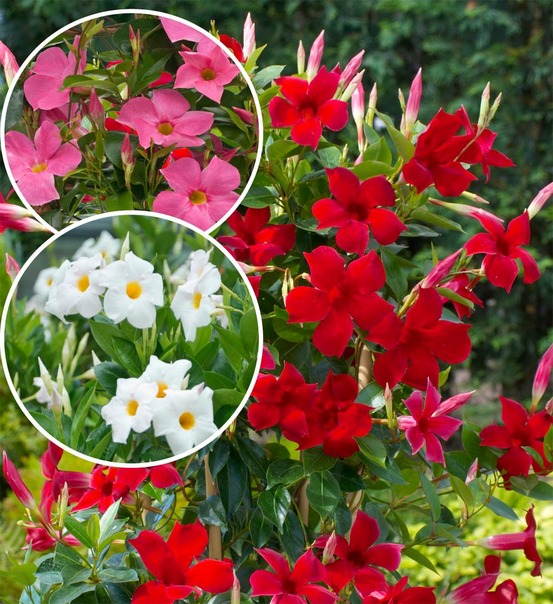 Offre speciale dipladenias - 3 pots