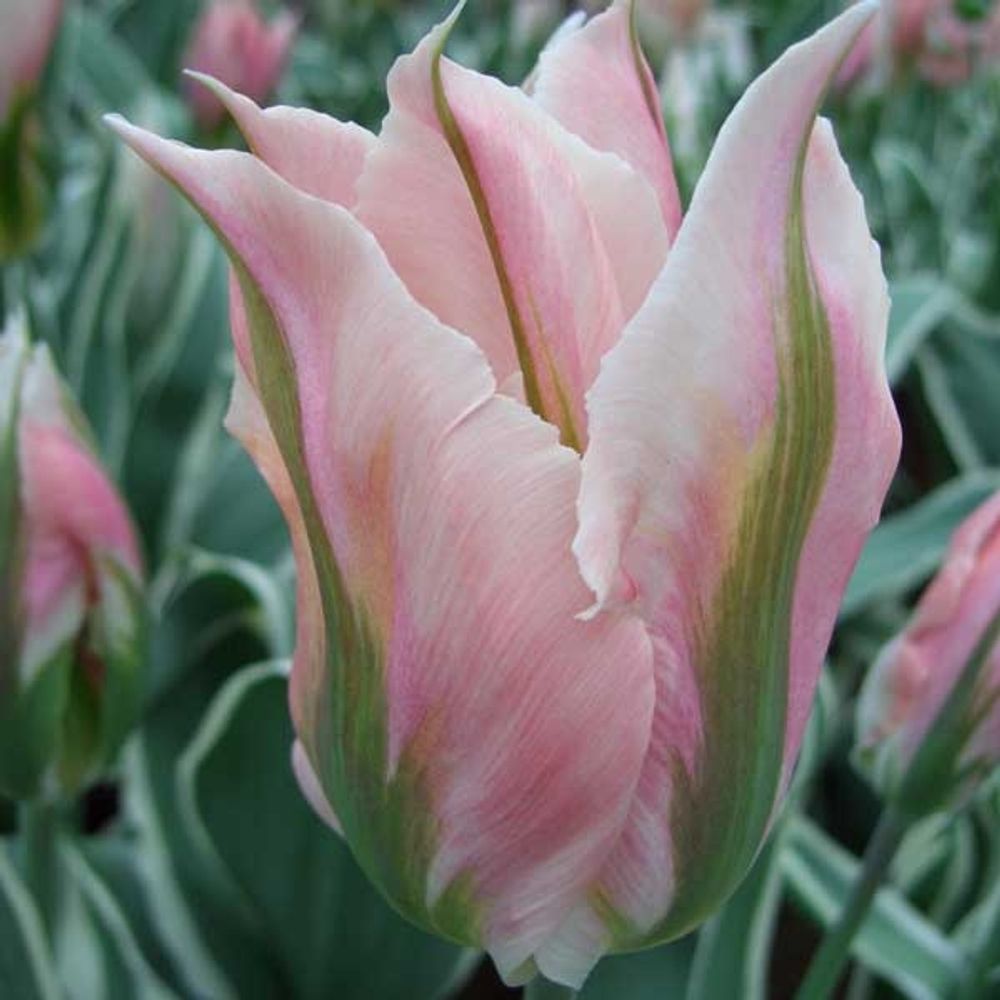 Tulipe viridiflora 'china town' bulbe calibre 11+ (par 10)