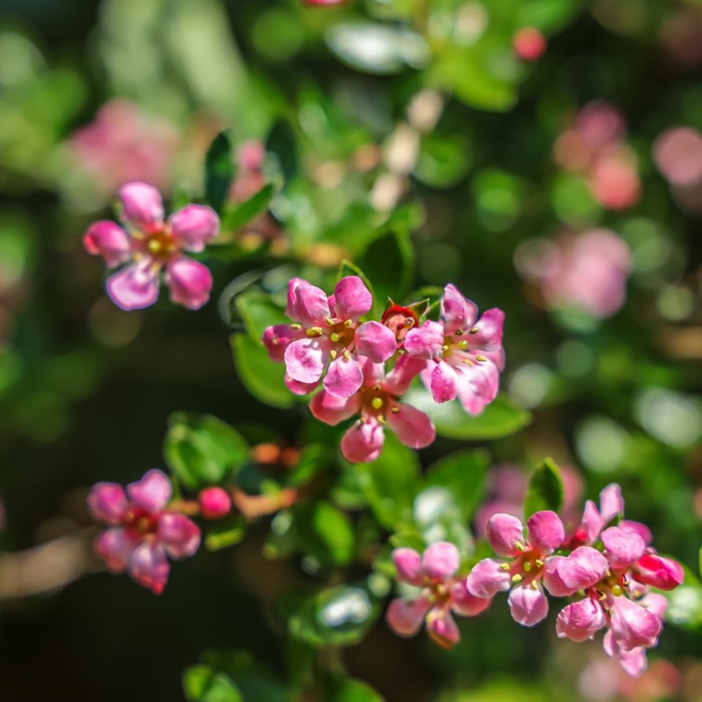 Escallonia 'donard seedling' pot de 1l/1,5l