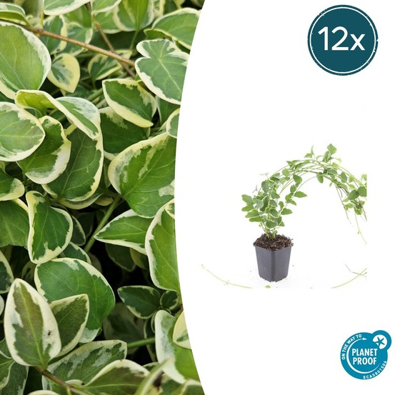 Grande pervenche 'variegata' x12 – entre 0,75 et 1m2