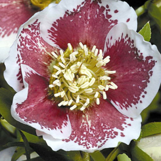 Hellébore orientale white lady spotted lot de 9 godets