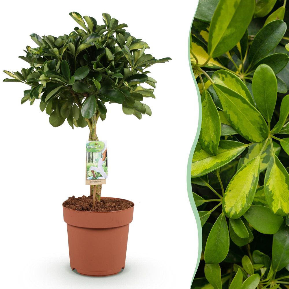 Schefflera gold capelle - pot de 21cm - hauteur 70-81cm - plantes d'intérieur