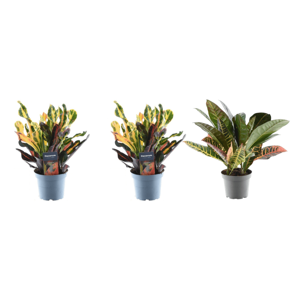 Croton codiaeum mix - plantes d'intérieur