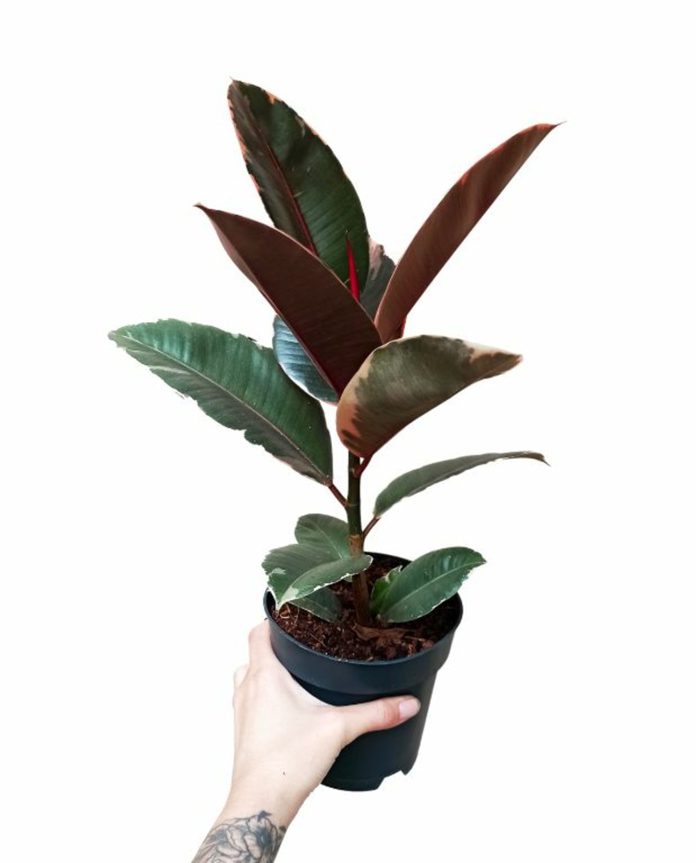 Ficus elastica belize medium d. 12cm h. 35cm - plante d'intérieur