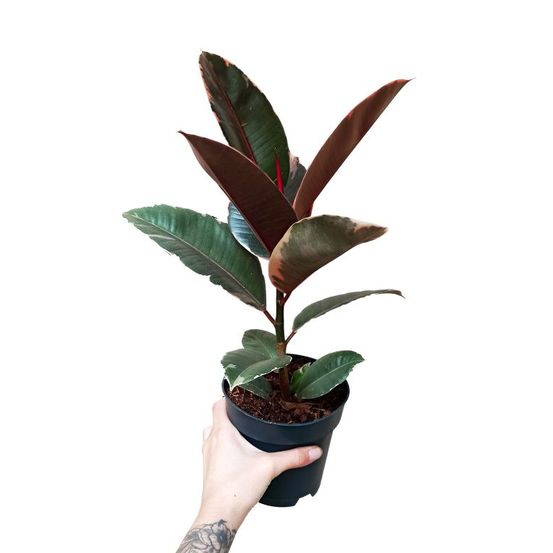 Ficus elastica belize medium d. 12cm h. 35cm - plante d'intérieur
