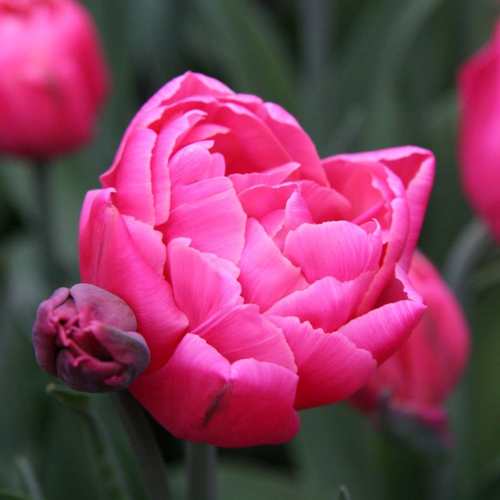 Tulipe 'sunset tropical' bulbe calibre 12 (par 6)